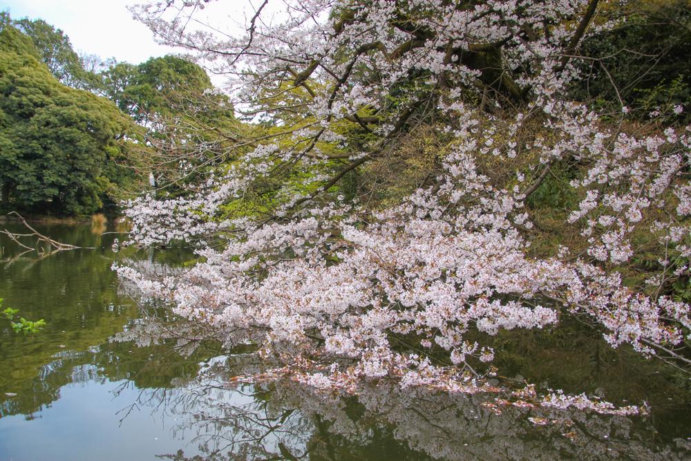 Shinjuku Gyoen5