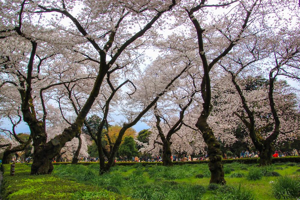 Shinjuku Gyoen2
