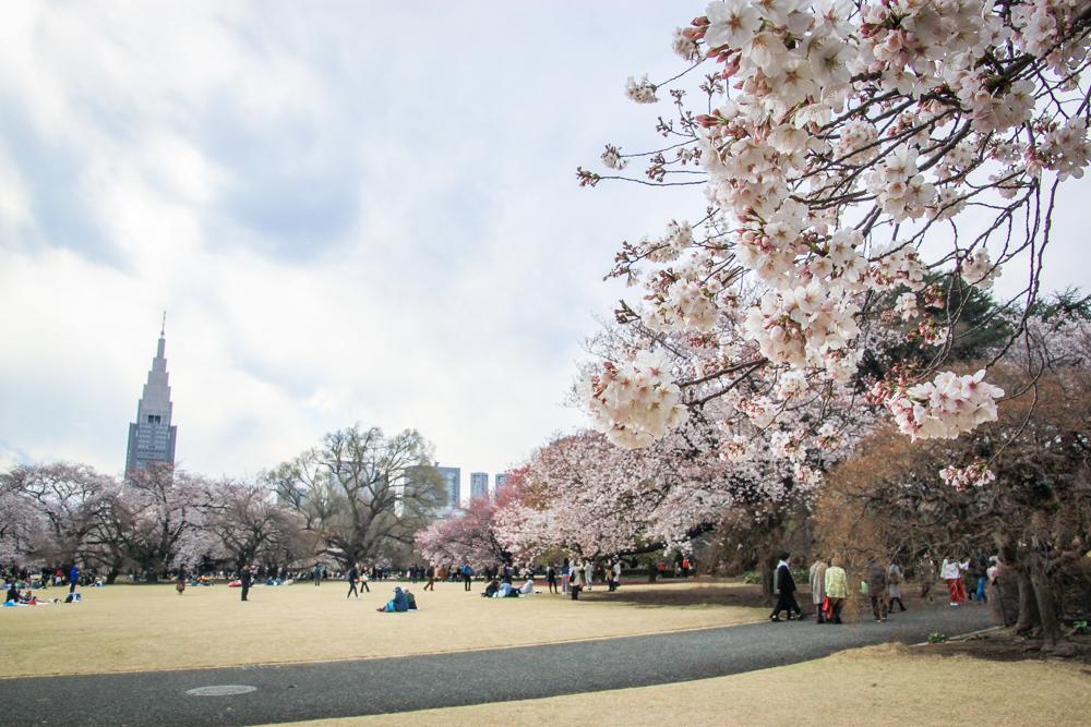 Shinjuku Gyoen6