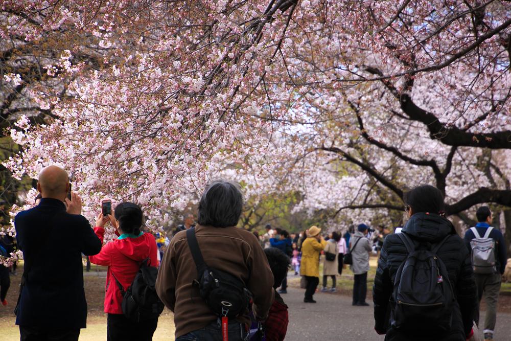 Shinjuku Gyoen8