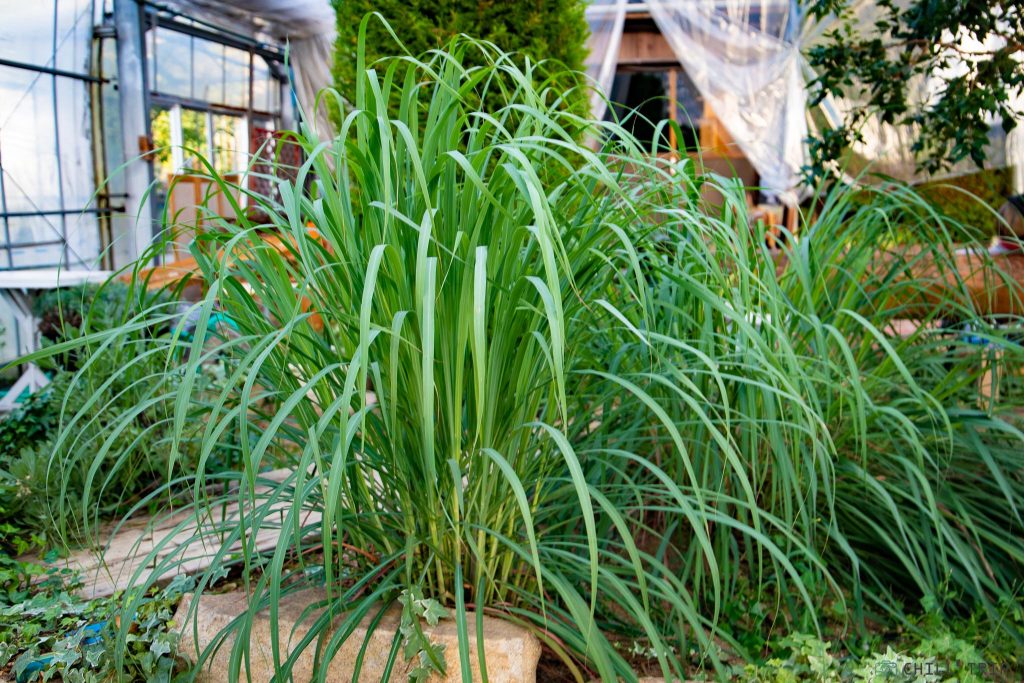 Inawashiro Herb Garden