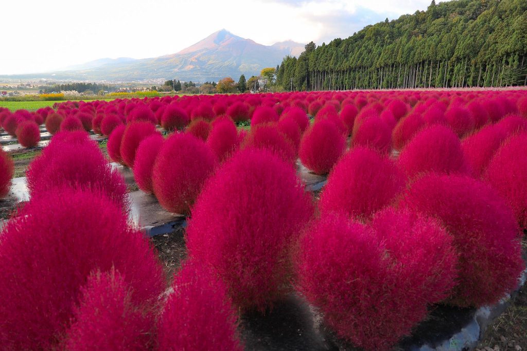 Inawashiro Herb Garden