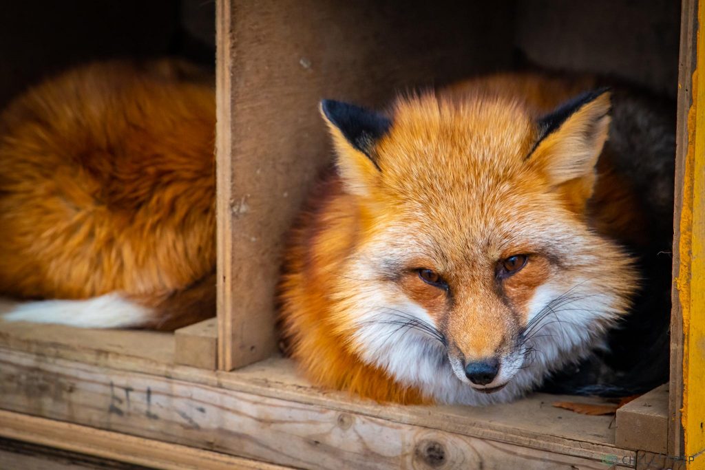 Zao Fox Village