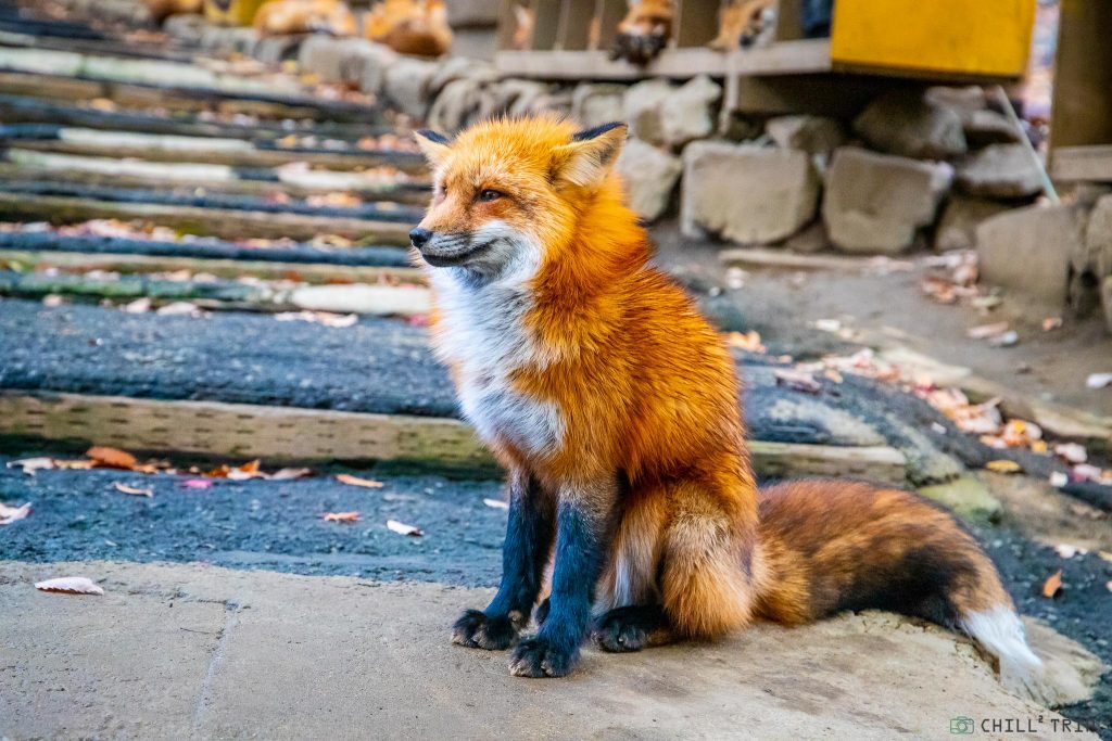 Zao Fox Village