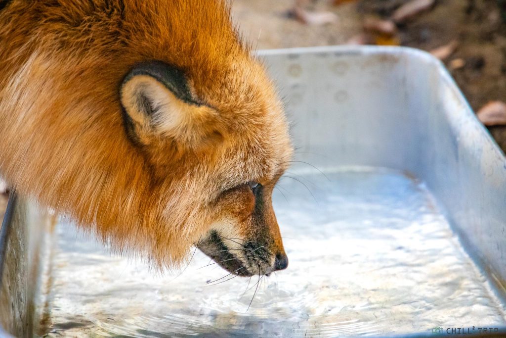 Zao Fox Village