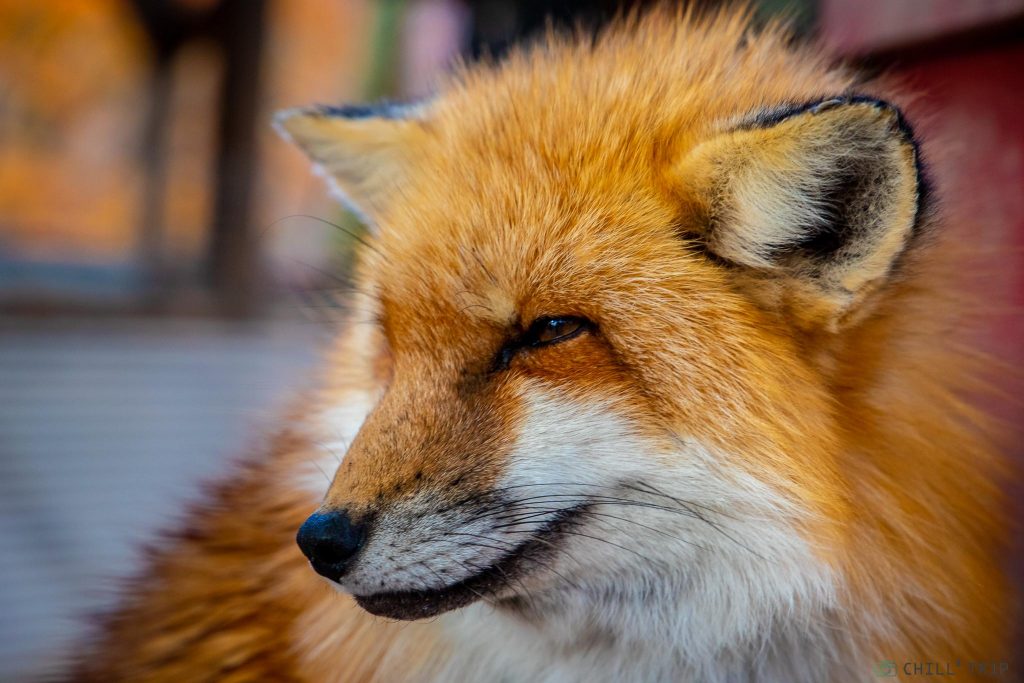 Zao Fox Village