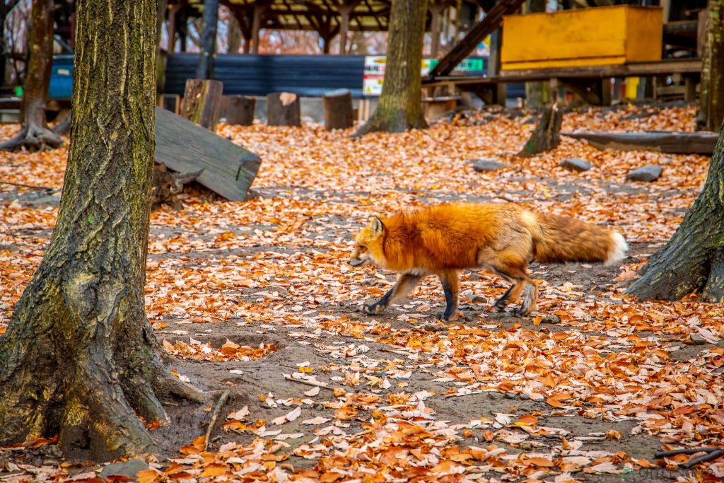 Zao Fox Village