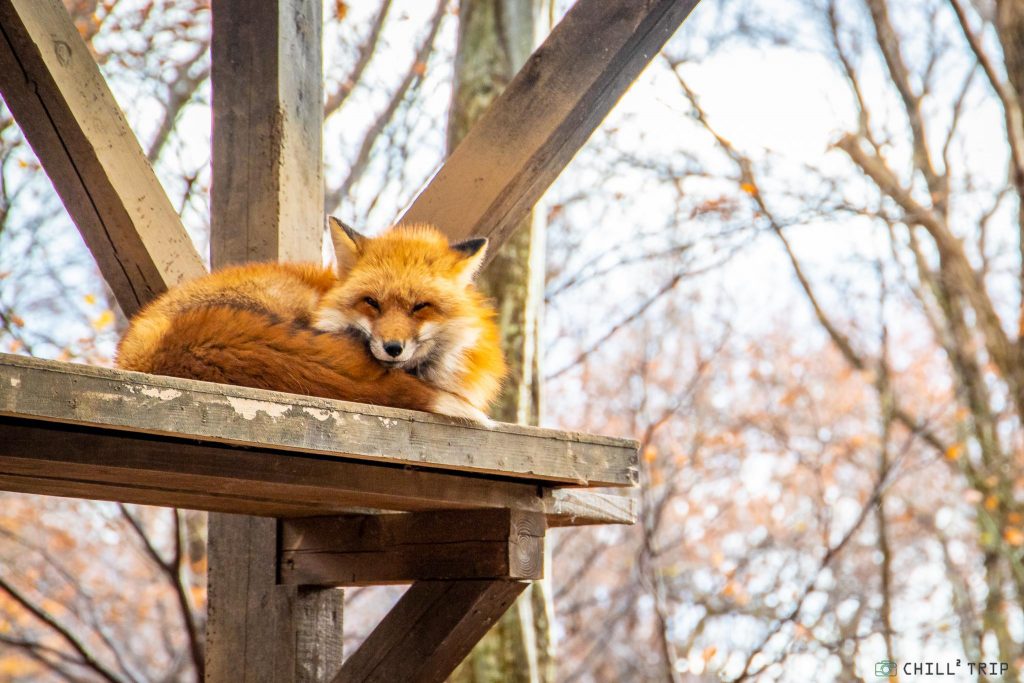 Zao Fox Village