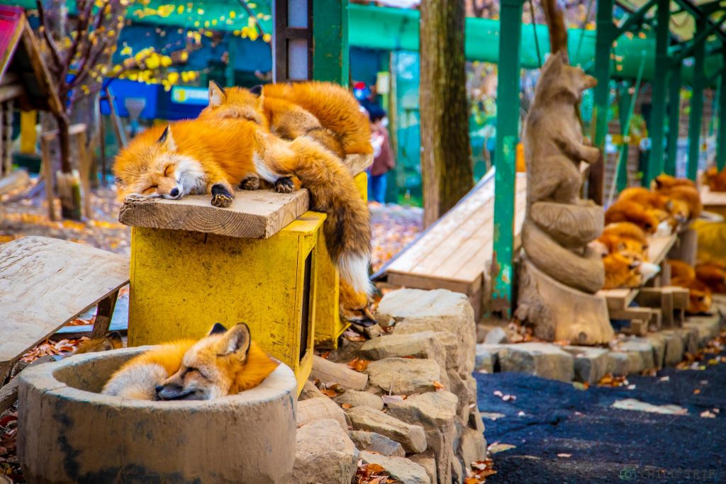 Zao Fox Village