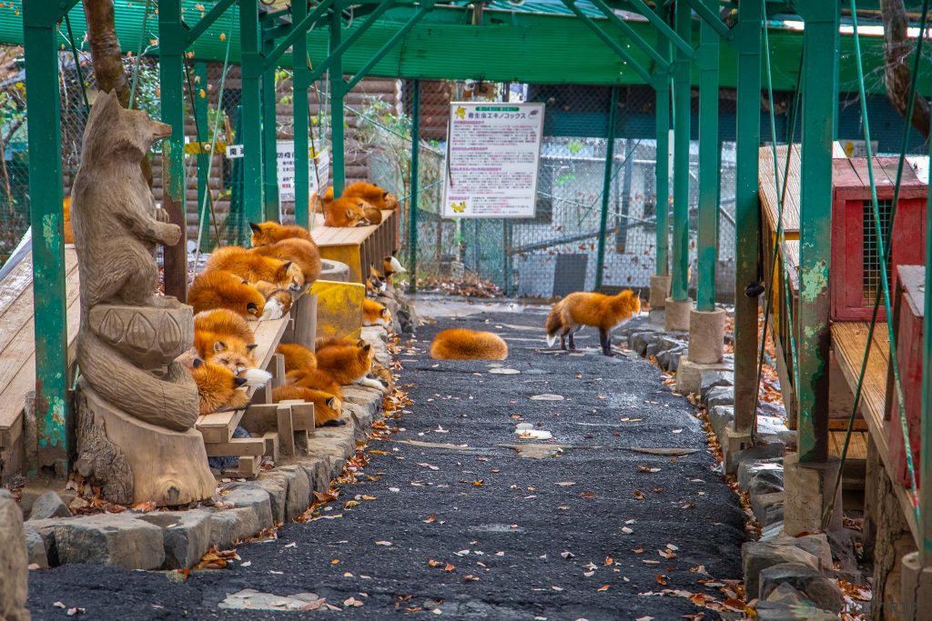 Zao Fox Village