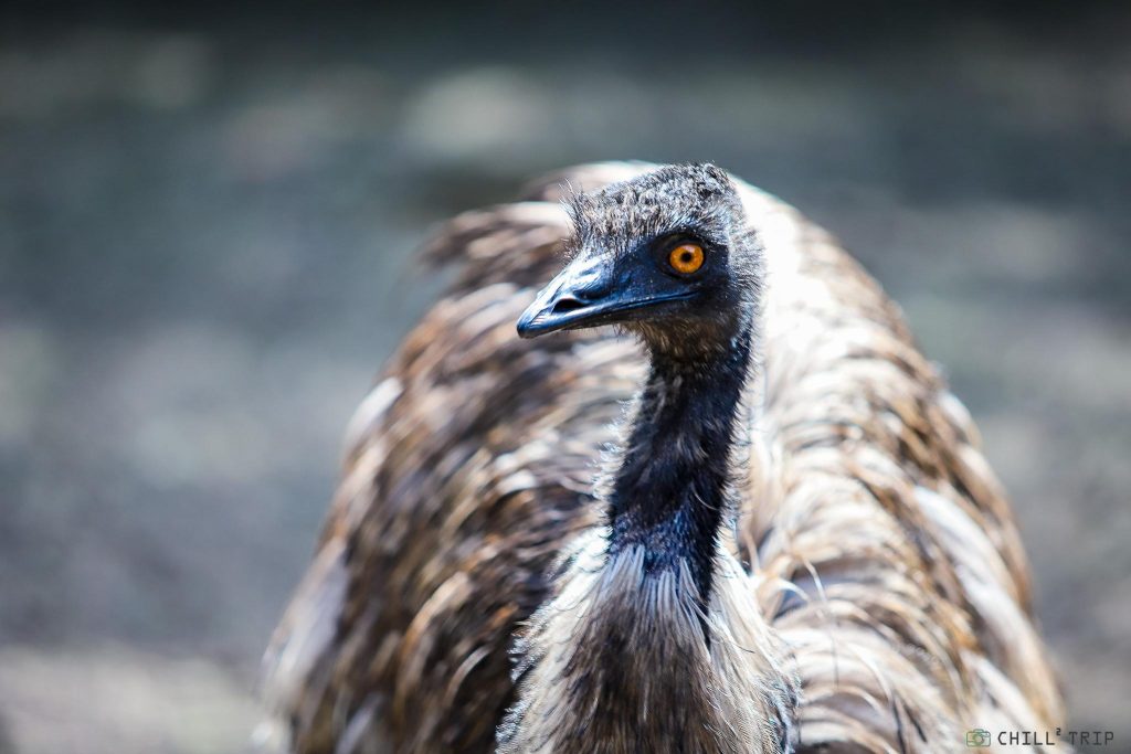 นกอีมู (Emu)
