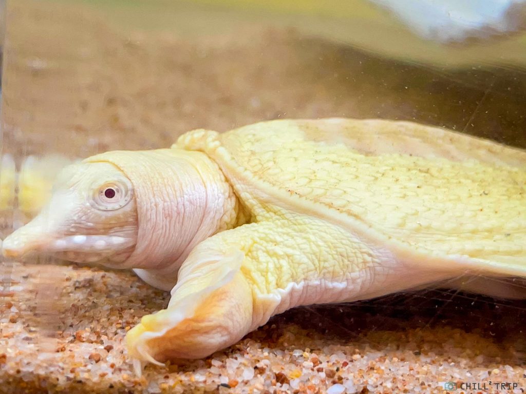 ตะพาบน้ำเผือก Albino Chinese Softshelled Turtle