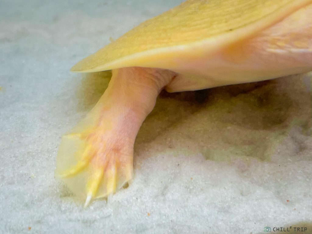 ตะพาบน้ำเผือก Albino Chinese Softshelled Turtle