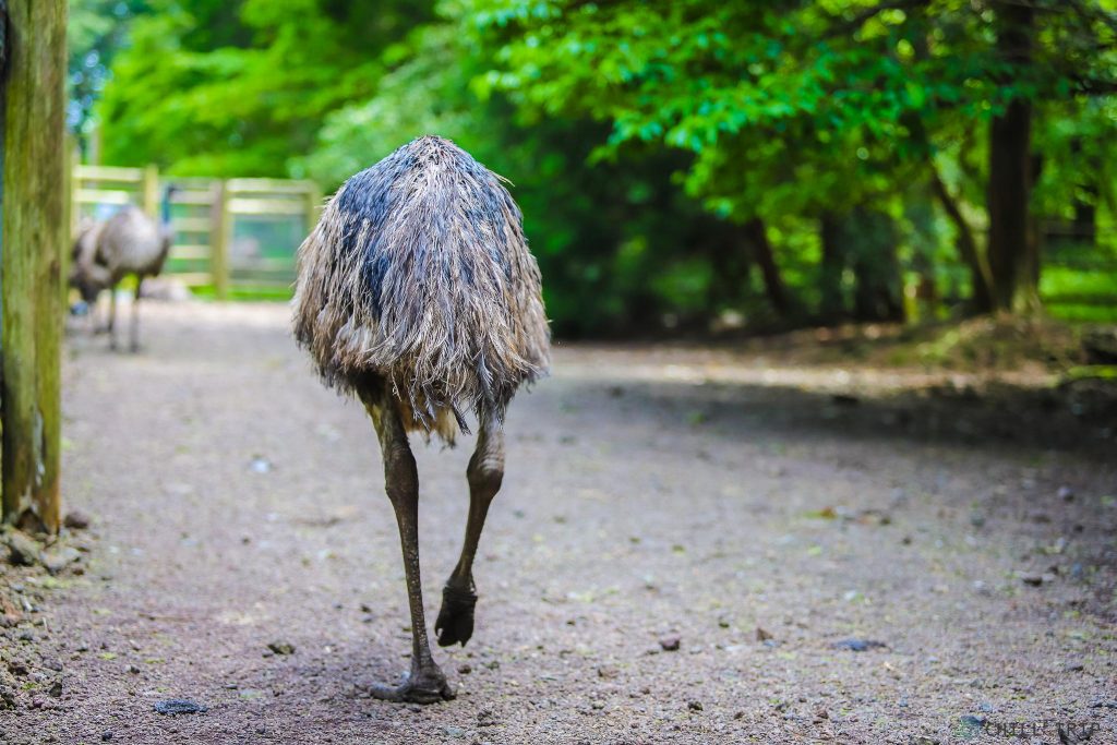 นกอีมู (Emu)