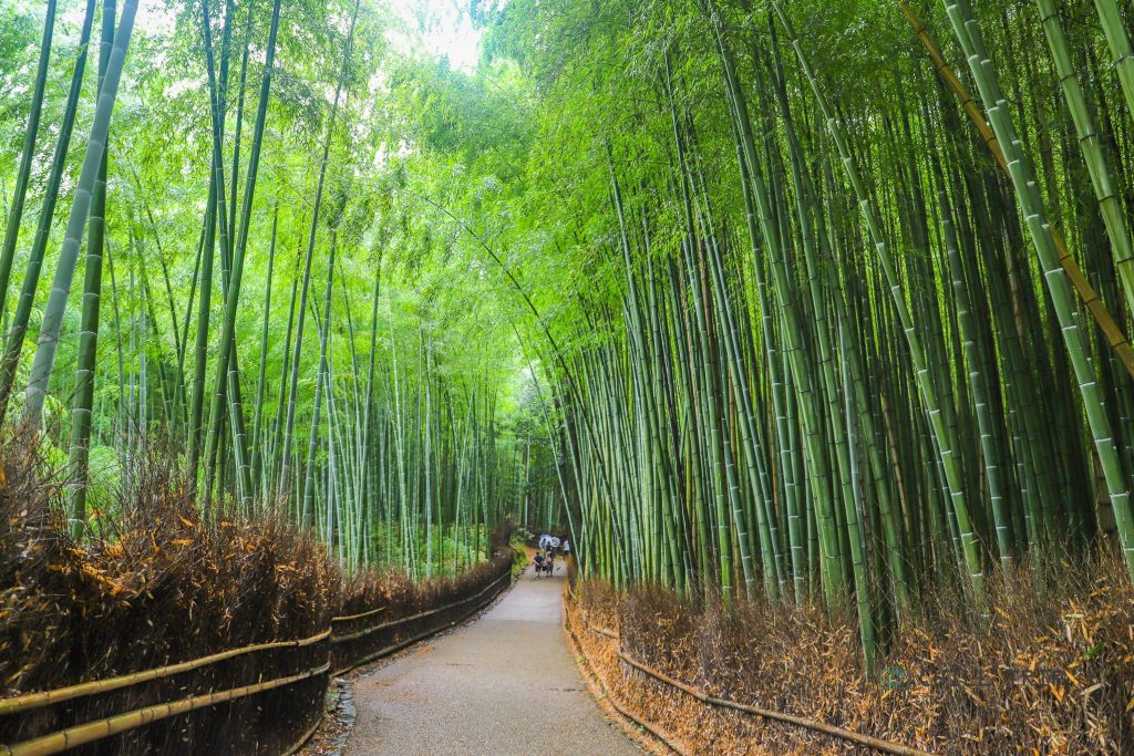ป่าไผ่ อาราชิยาม่า (Arashiyama)