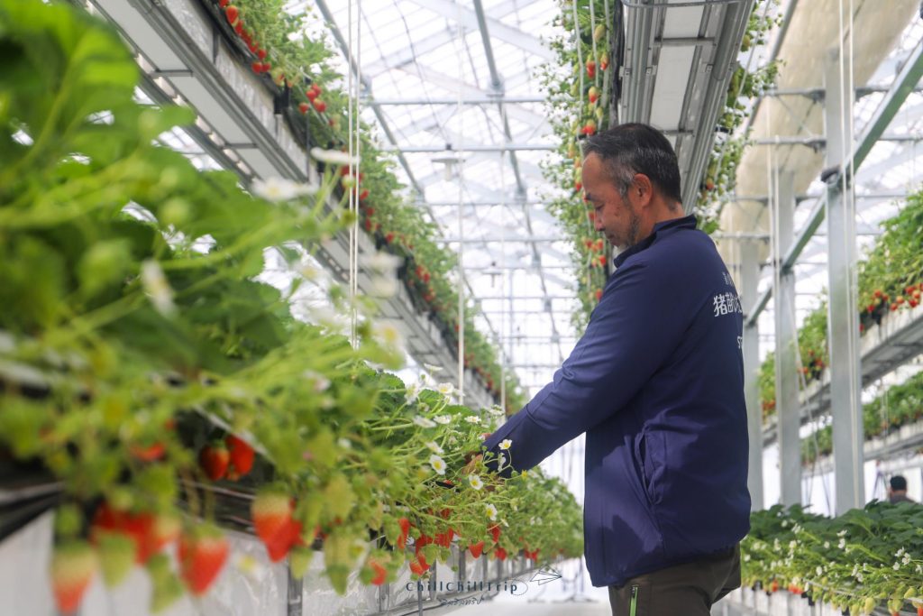 Inawashiro Strawberry Farm
