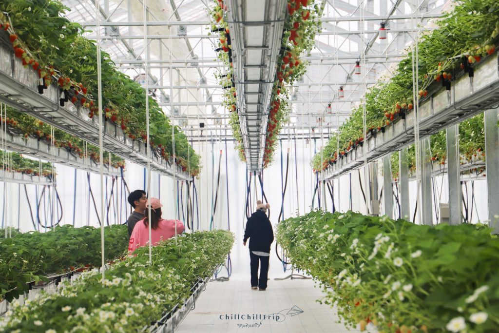 Inawashiro Strawberry Farm