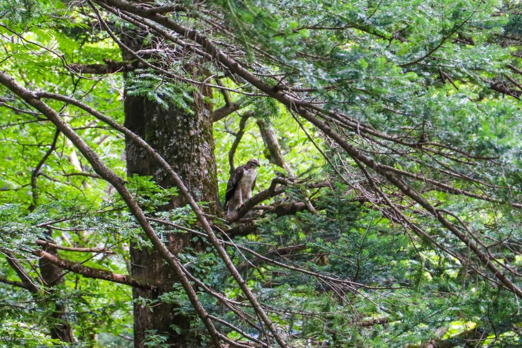 Karasawa Cirque ในคามิโคจิ (Kamikochi)