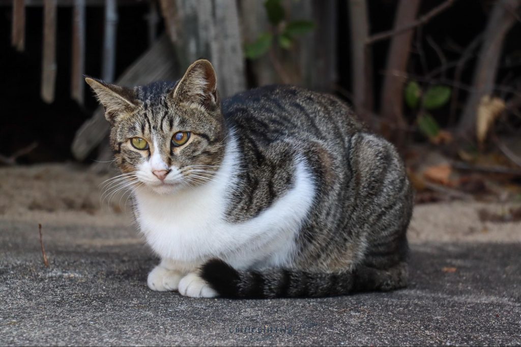 เกาะซานางิ