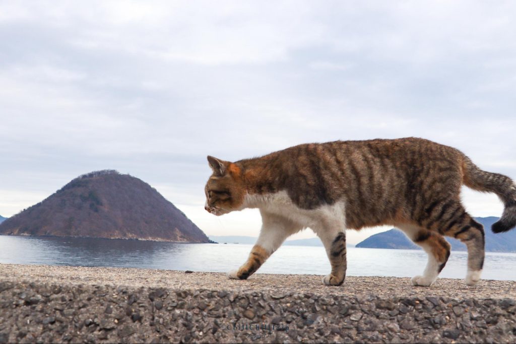 เกาะซานางิ