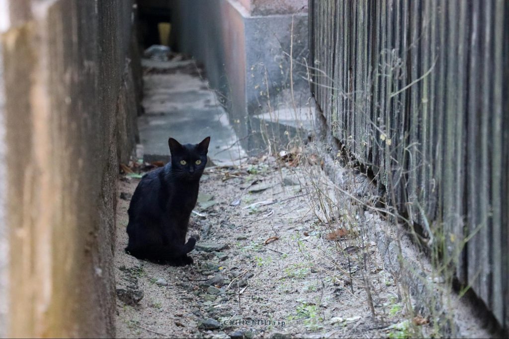 เกาะซานางิ