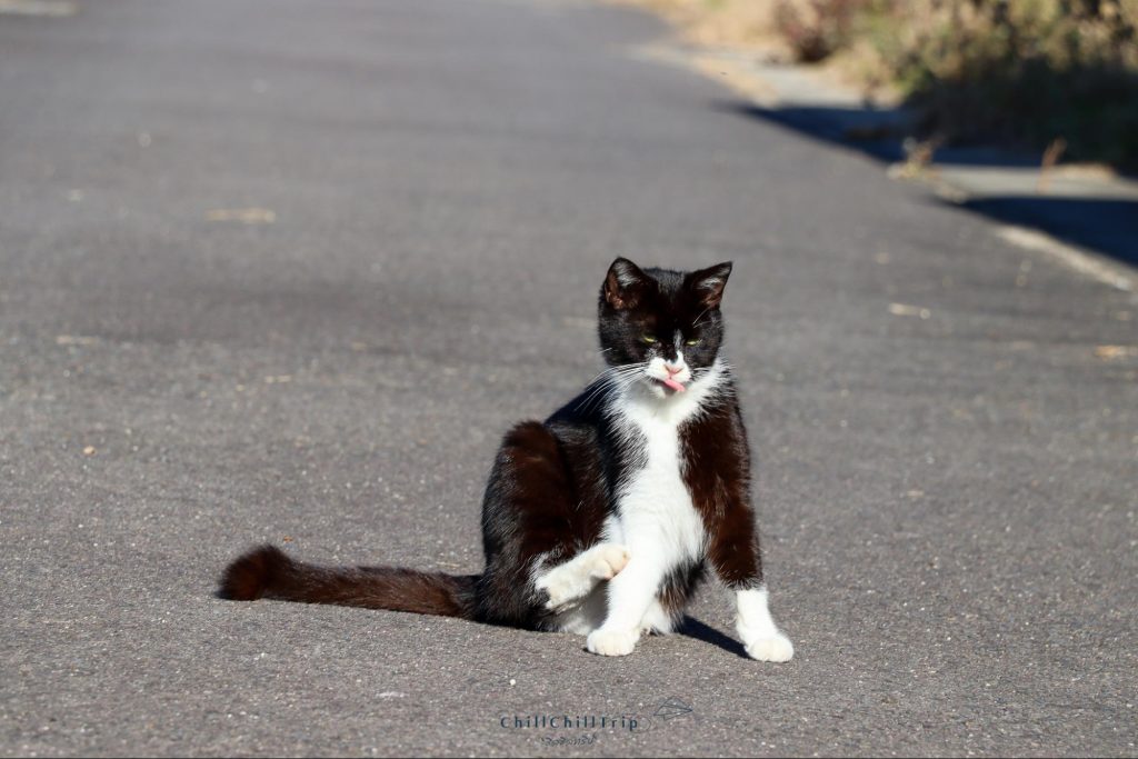 เกาะซานางิ