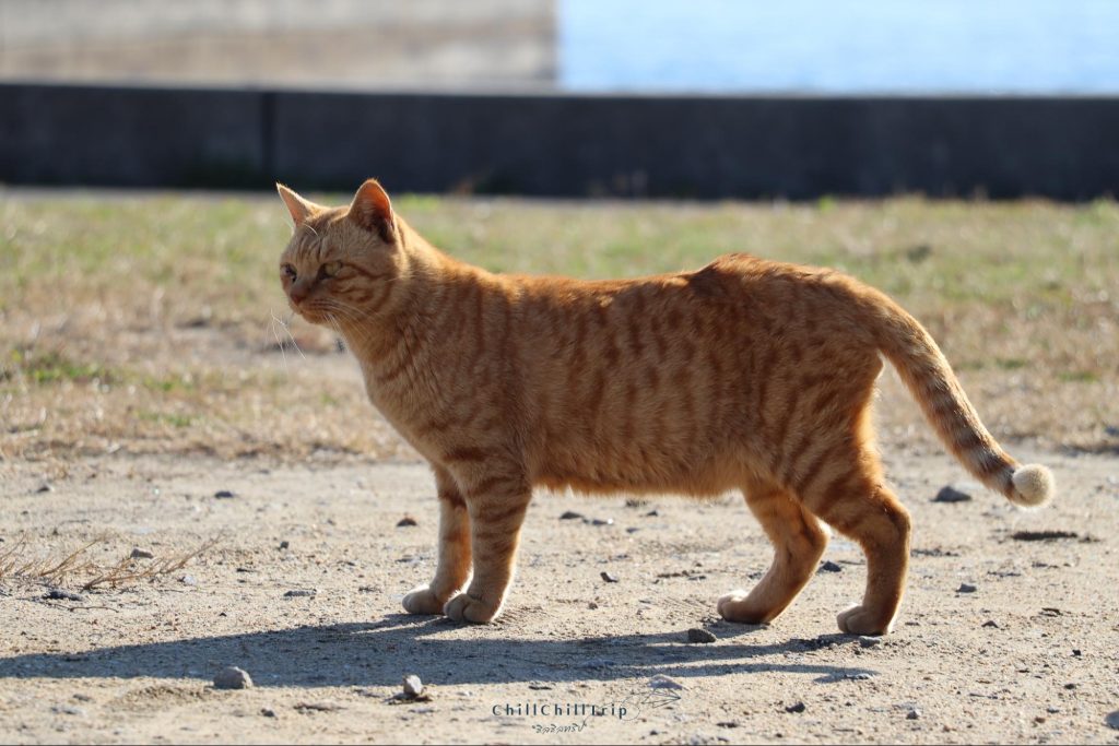 เกาะซานางิ