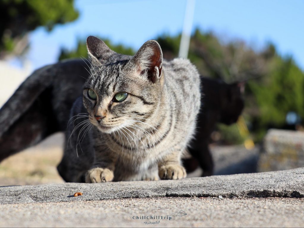 เกาะซานางิ