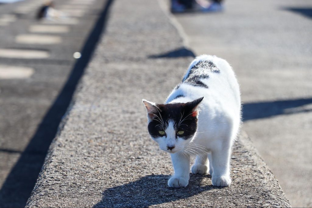 เกาะซานางิ