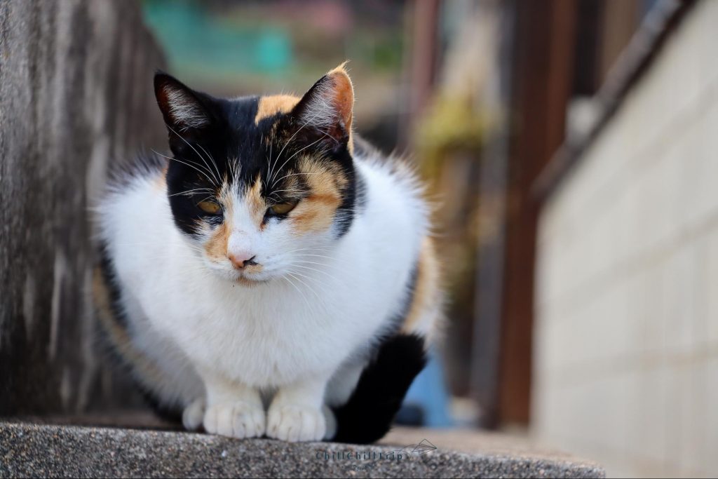 เกาะซานางิ