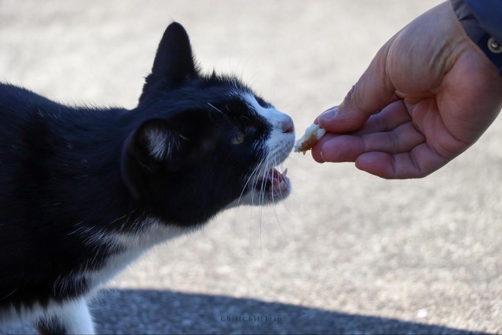 เกาะซานางิ