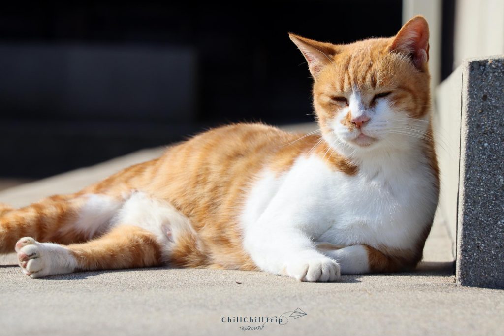 เกาะซานางิ