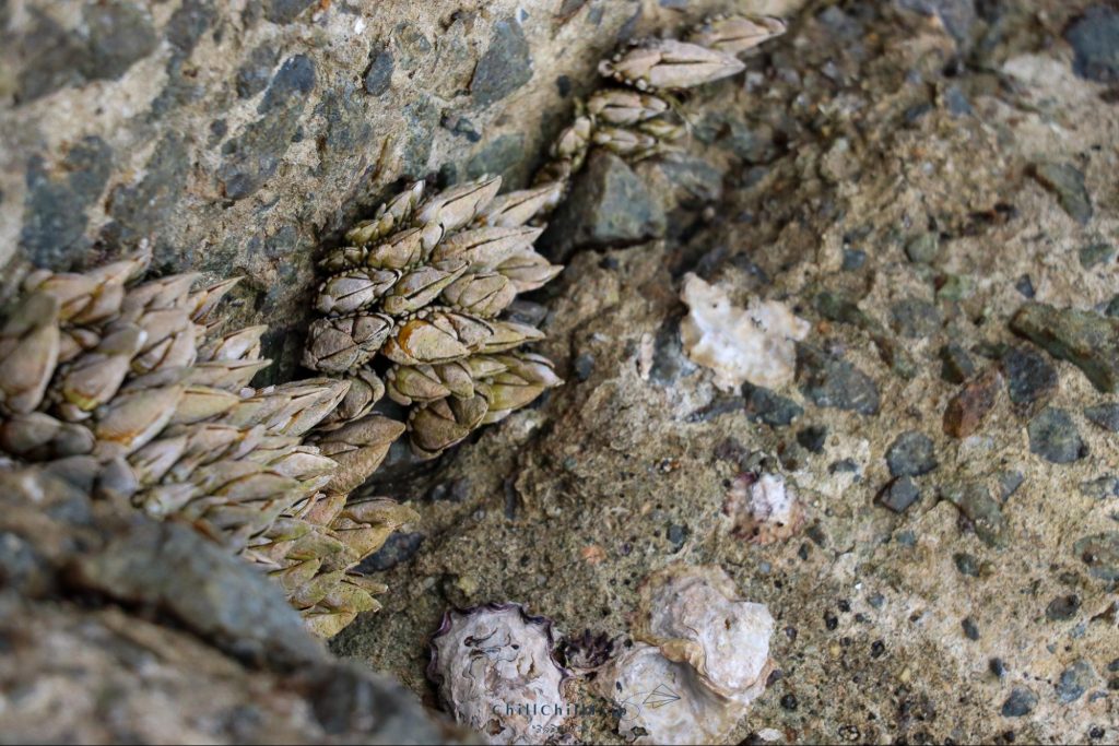 เกาะซานางิ