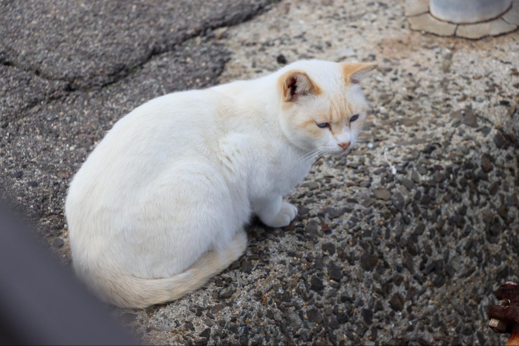 เกาะซานางิ