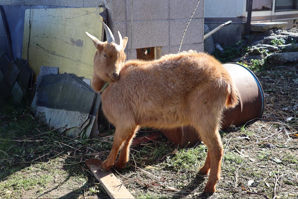 แนะนำโฮมสเตย์ คุณยาย Sanae