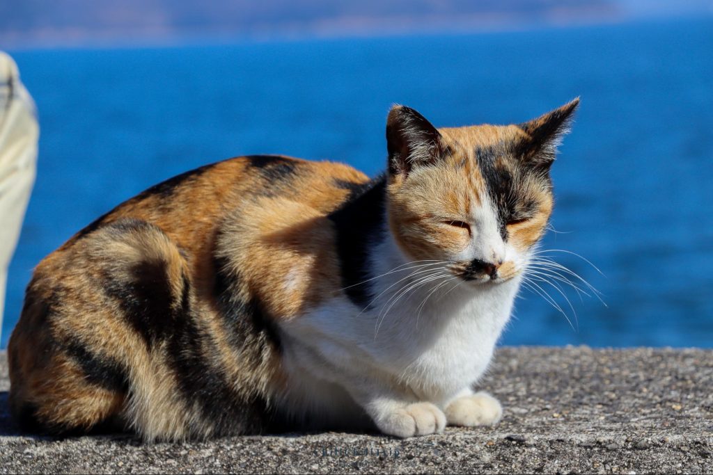 เกาะซานางิ