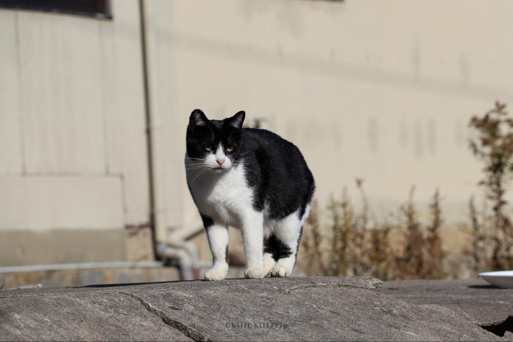 เกาะซานางิ