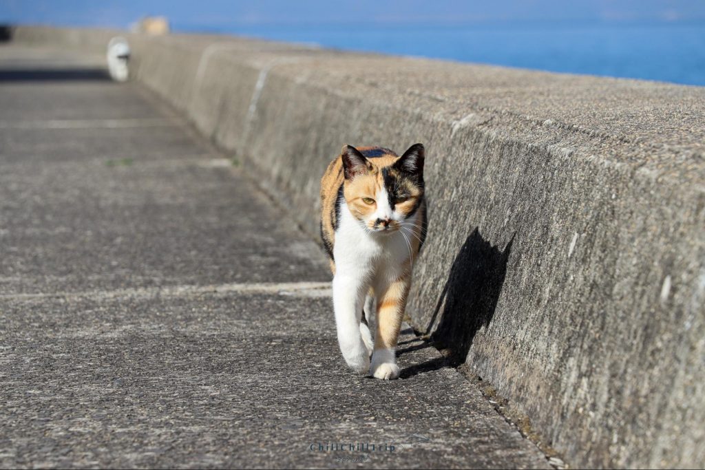 เกาะซานางิ